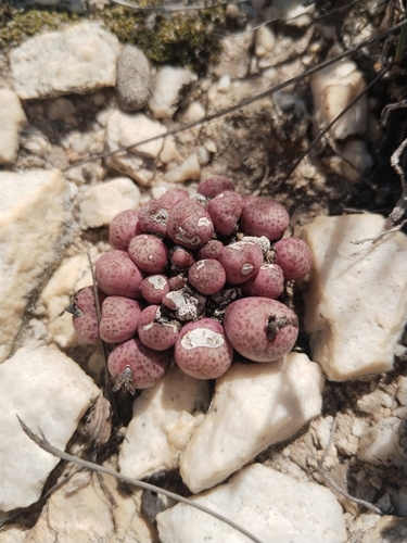 Conophytum truncatum