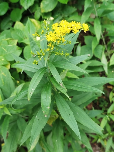 giant goldenrod