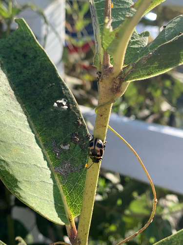 Swamp Milkweed Leaf Beetle