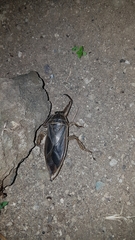 Lethocerus cordofanus