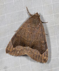 Bastilla hamatilis