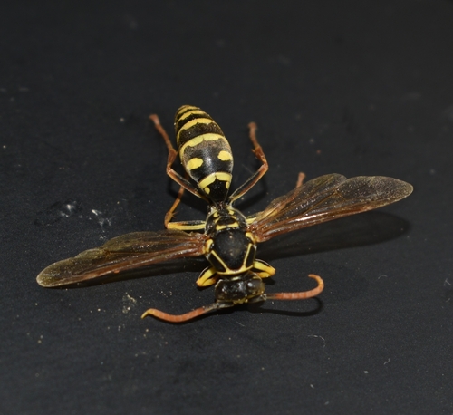 Asian Paper Wasp