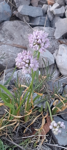 German Garlic
