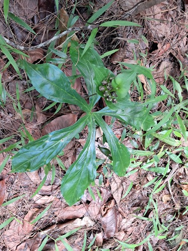 Tacca palmata observed 2026-07-25