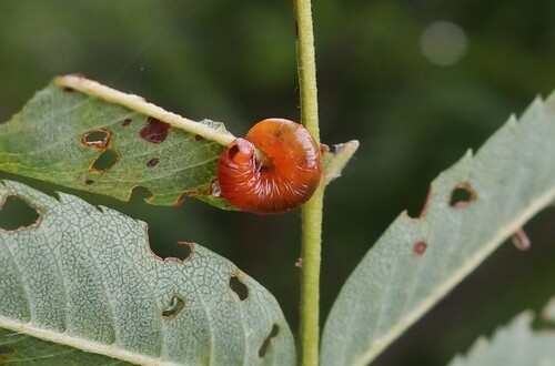 Pristiphora condei