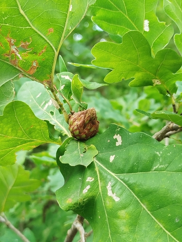 Oak Artichoke Gall Wasp