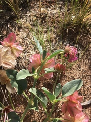 Tripterocalyx carneus