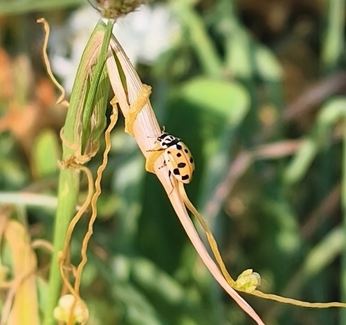 Variegated Lady Beetle