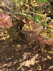 Tripterocalyx carneus