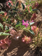 Tripterocalyx carneus