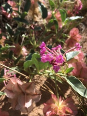 Tripterocalyx carneus