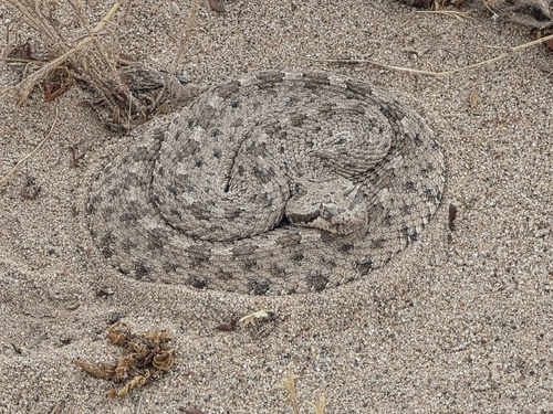 Sidewinder