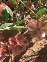 Tripterocalyx carneus