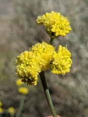 Eriogonum nudum westonii