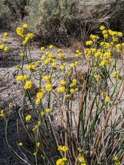 Eriogonum nudum westonii