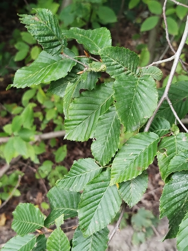 European Hornbeam