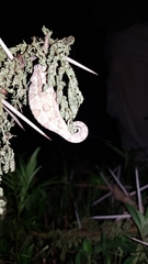 Trioceros bitaeniatus