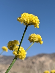 Eriogonum nudum westonii