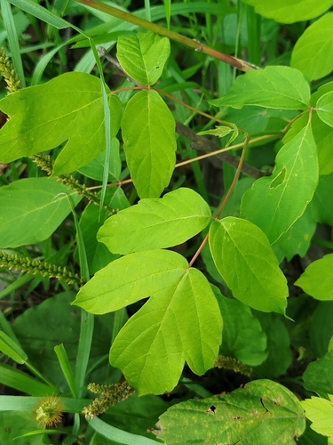 box elder