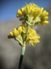 Eriogonum nudum westonii