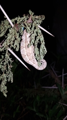 Trioceros bitaeniatus