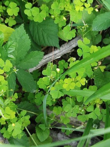 upright yellow woodsorrel