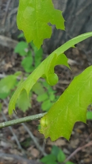 Dryocosmus quercuspalustris