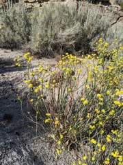 Eriogonum nudum westonii