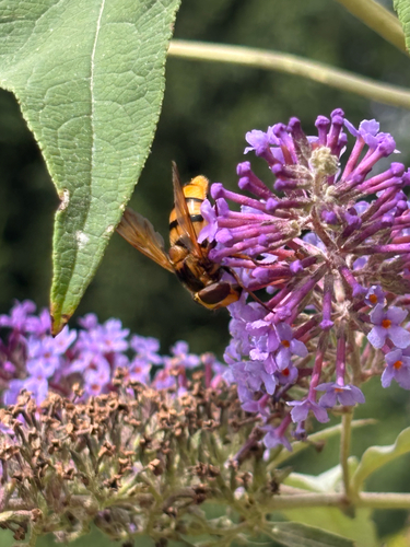 Lesser Hornet Hoverfly