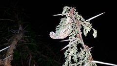 Trioceros bitaeniatus