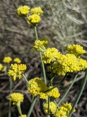 Eriogonum nudum westonii