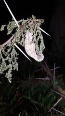 Trioceros bitaeniatus