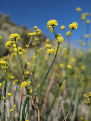 Eriogonum nudum westonii