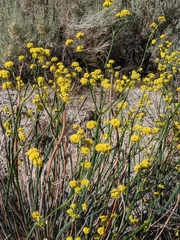 Eriogonum nudum westonii