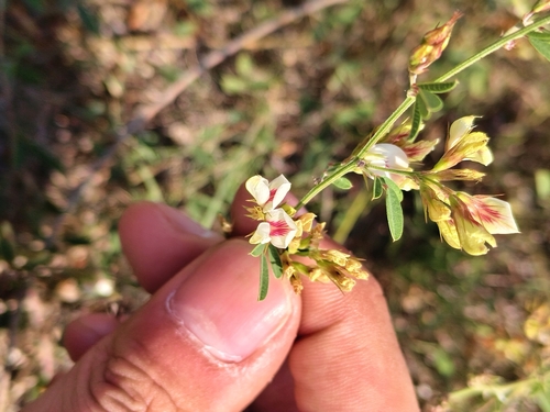 Dahurian lespedeza