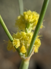 Eriogonum nudum westonii
