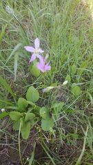 Primula pauciflora cusickii
