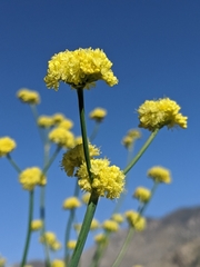 Eriogonum nudum westonii