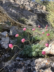 Ranunculus andersonii