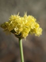 Eriogonum nudum westonii