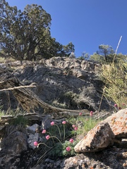 Ranunculus andersonii