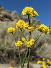 Eriogonum nudum westonii