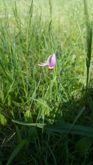 Primula pauciflora cusickii