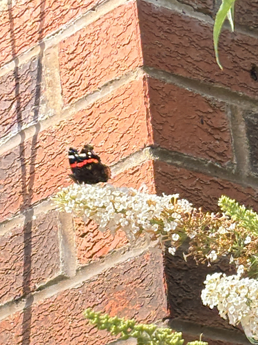 Red Admiral