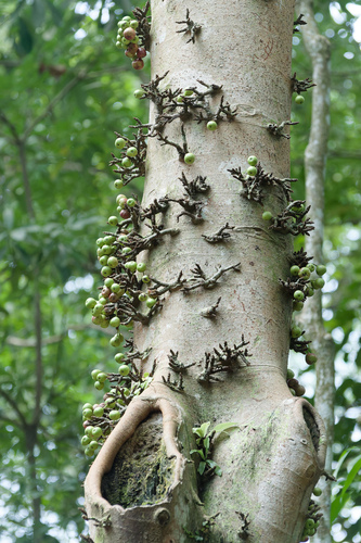 Ficus variegata
