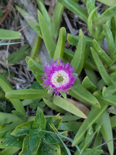 Carpobrotus dimidiatus