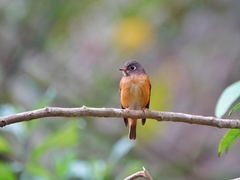 Muscicapa ferruginea