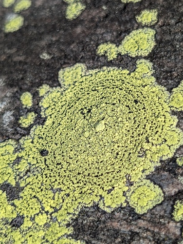 Rhizocarpon lecanorinum, 2026-08-19