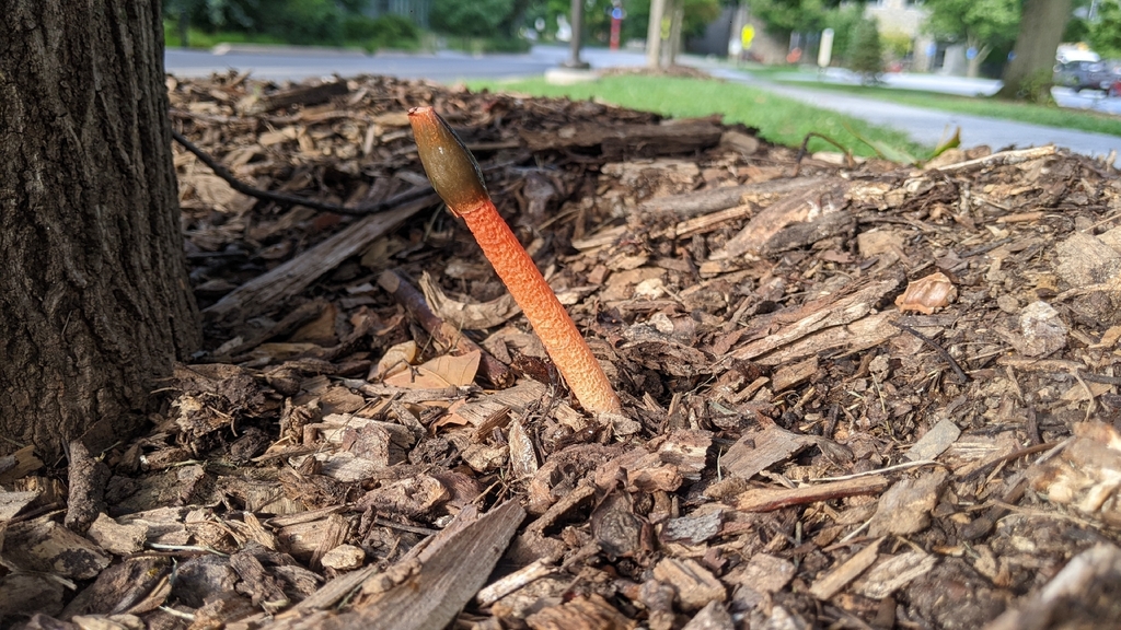 Wrinkly Stinkhorn · August 2026 · photo: Photo: (c) Maria Aghazarian, some rights reserved (CC BY) · iNaturalist