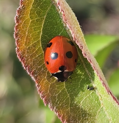 Seven-spotted Lady Beetle